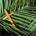 Meditations for Holy Week – Palm Sunday