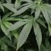 Malignant or Benign?: Gatestone Institute to examine the impact of legalized marijuana in 2020