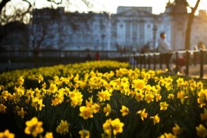 Daffodils by Ruxandra Mateiu Unsplash