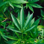 Fire service ‘cannabis farm’ call-outs triple in a decade