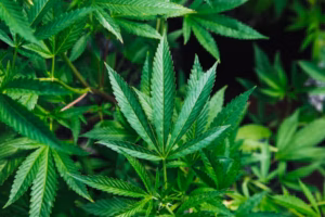 Fire service ‘cannabis farm’ call-outs triple in a decade