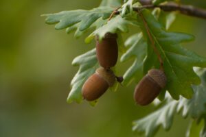 acorn and oak Nicolas Ruiz unsplash